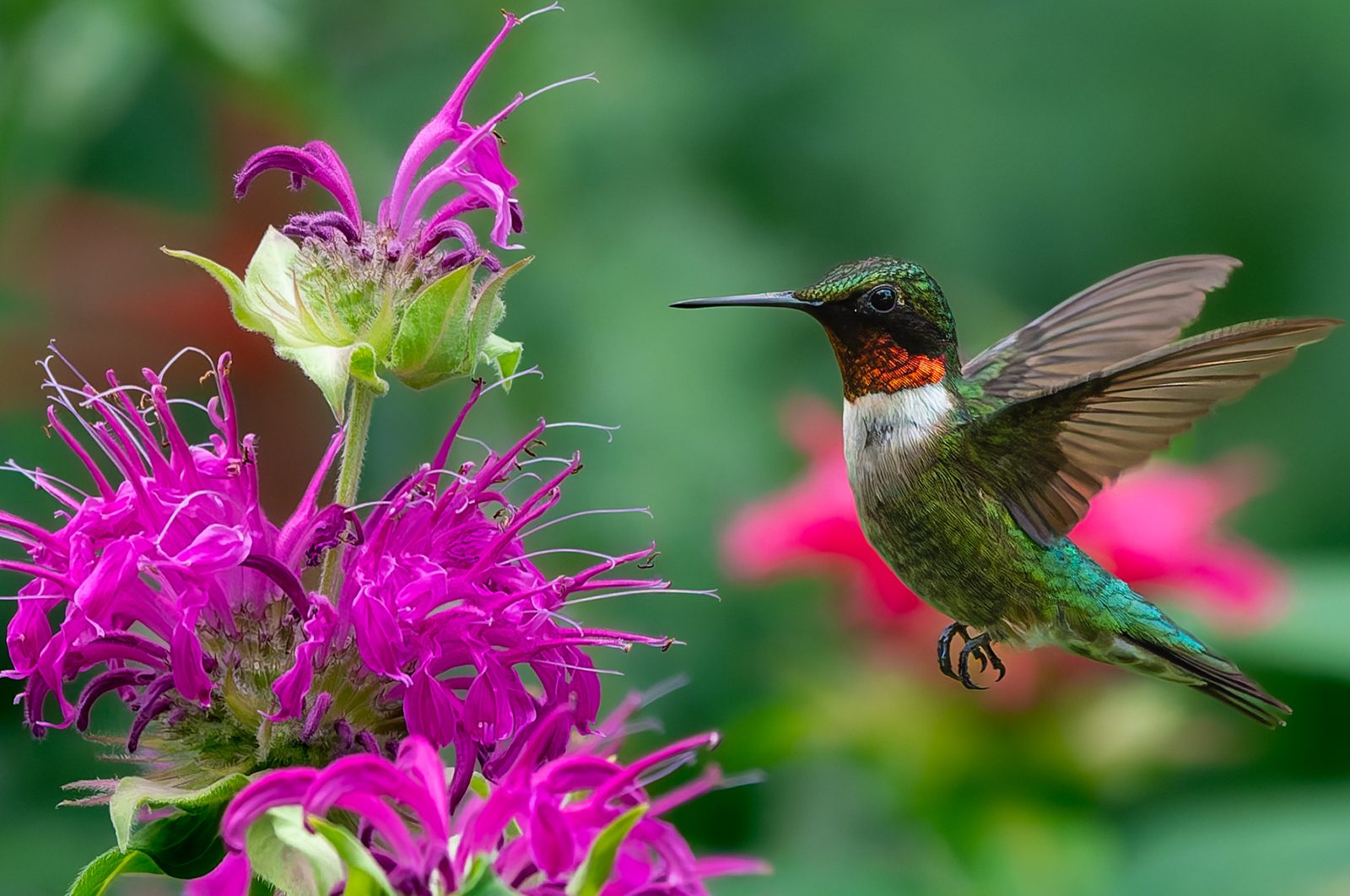 Male ruby-throated hummingbird hovering beside magenta bee balm flowers