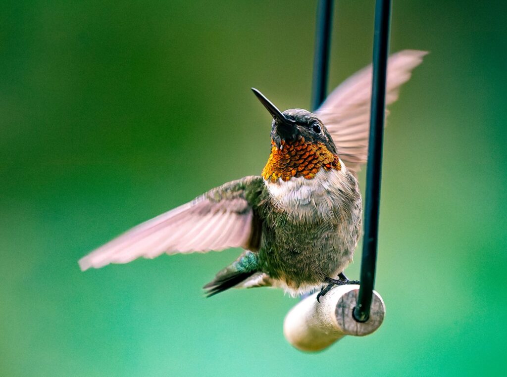 Male ruby-throated hummingbird with a glowing orange-red throat perched on a feeder swing, wings raised