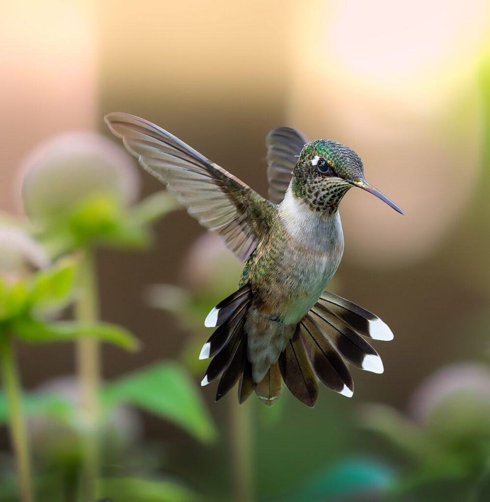 Ruby-throated hummingbird hovering with tail fanned to show white tips against a soft golden background