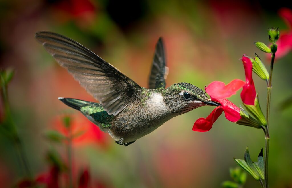Ruby-throated hummingbird feeding at a red salvia flower with wings swept back