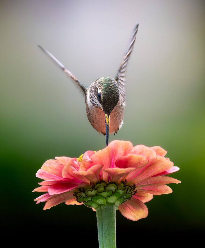 Ruby-throated hummingbird seen from the front, balanced above a coral zinnia with wings raised