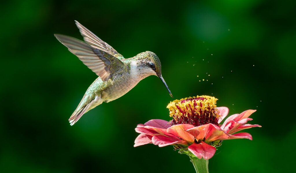 Ruby-throated hummingbird hovering at an orange zinnia as pollen drifts in the air