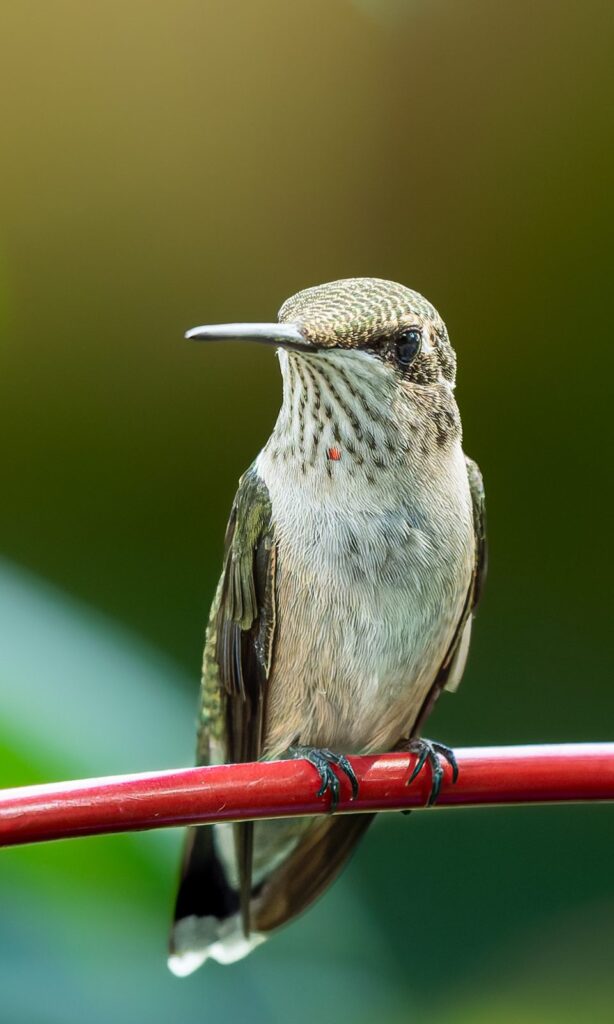 Young ruby-throated hummingbird perched on a red wire