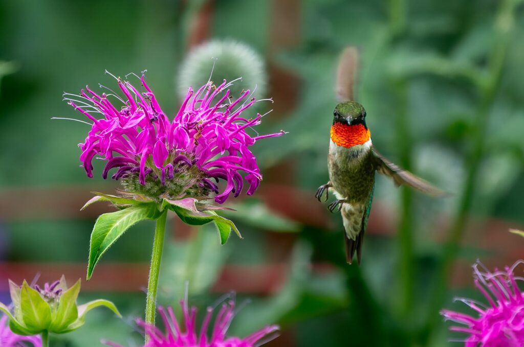 Male ruby-throated hummingbird hovering beside bee balm in a garden