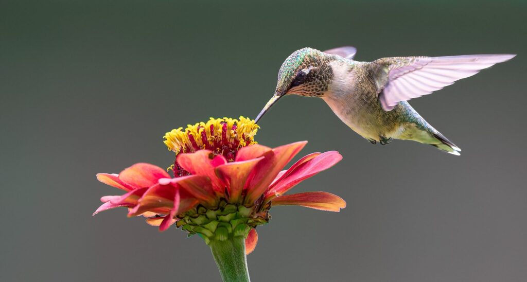 Ruby-throated hummingbird hovering to feed at a red-orange zinnia