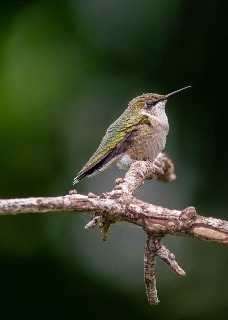 Female ruby-throated hummingbird perched on a bare branch against a dark green background