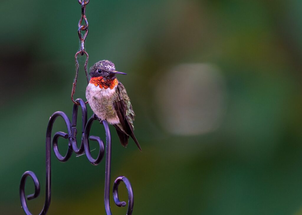 Male ruby-throated hummingbird with a red throat perched on an ornate iron plant hook