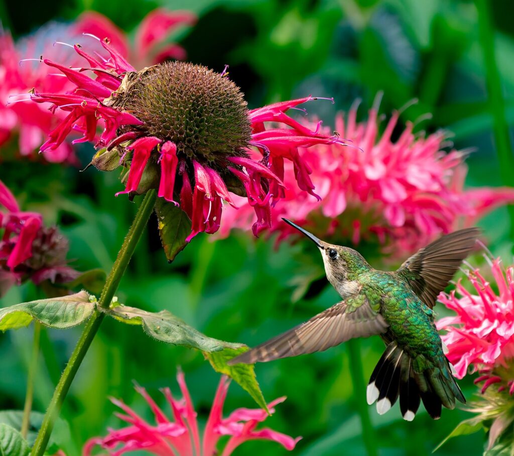 Ruby-throated hummingbird hovering with tail fanned beside red bee balm and a coneflower