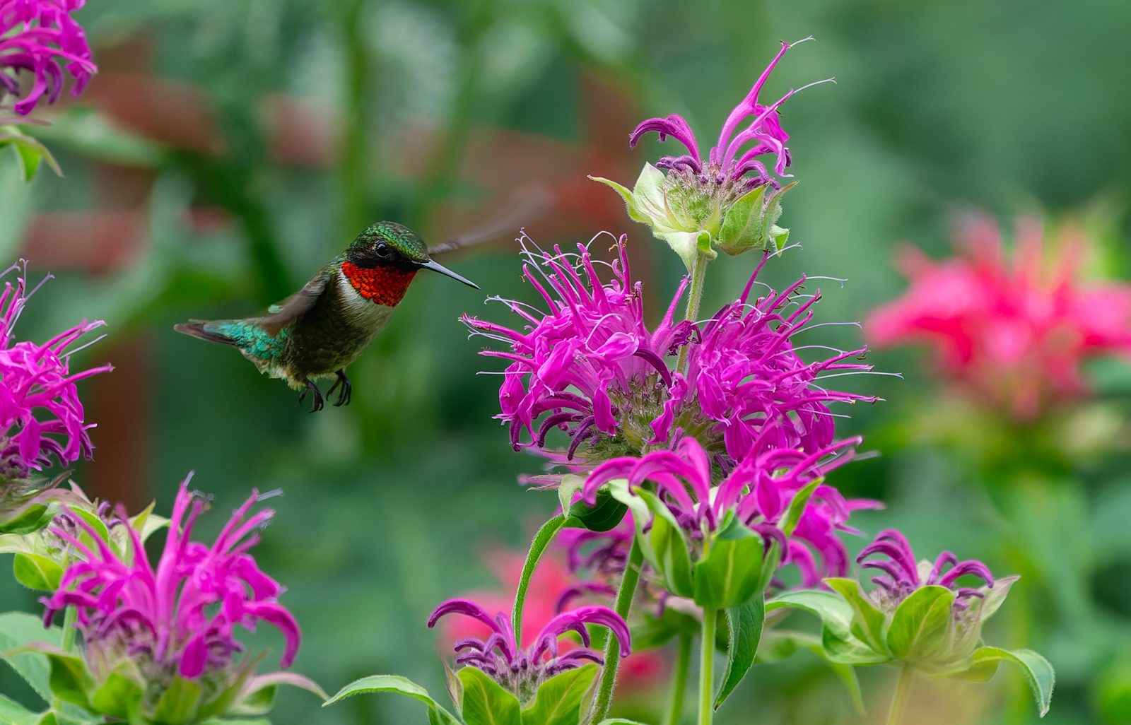 Ruby-throated hummingbird hovering beside bright pink bee balm