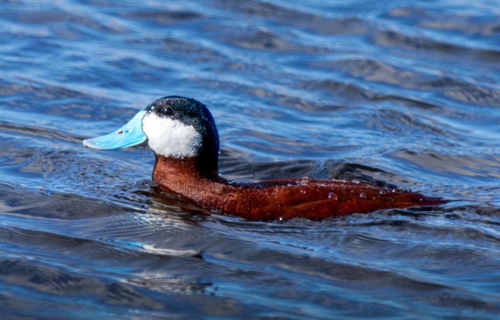Ruddy duck