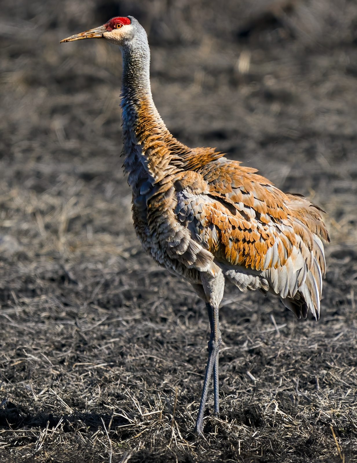 Sandhill crane standing on dark, bare ground