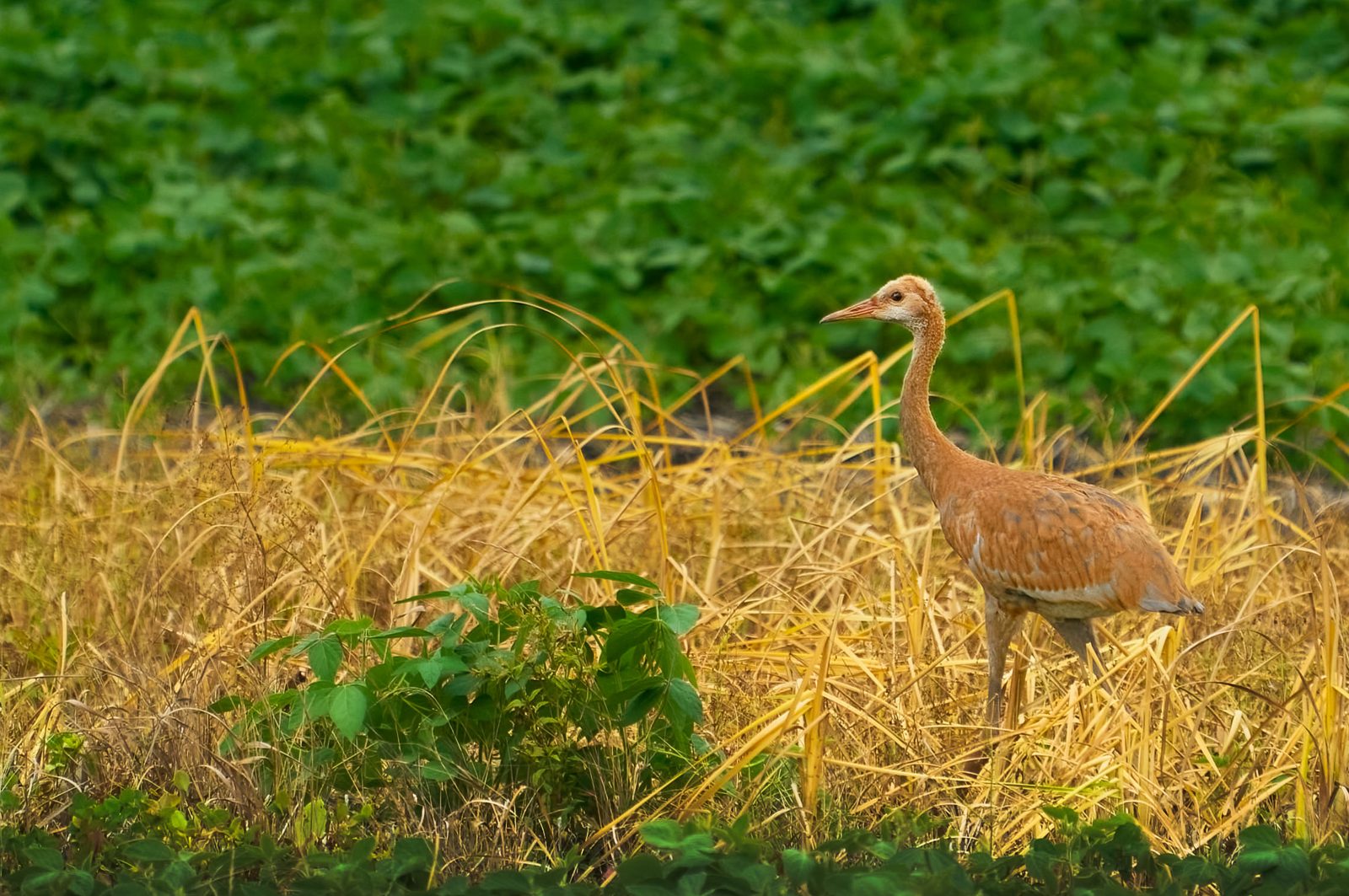 Young sandhill crane standing in golden grass