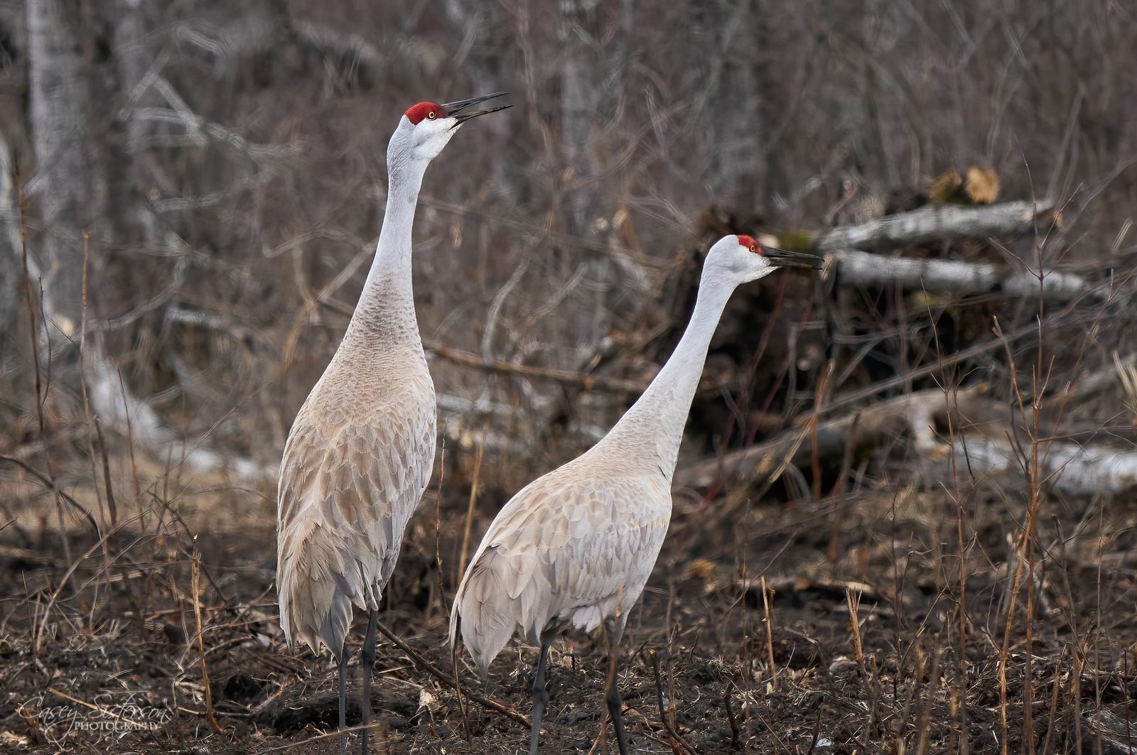 Pair of sandhill cranes calling in a bare spring woodland