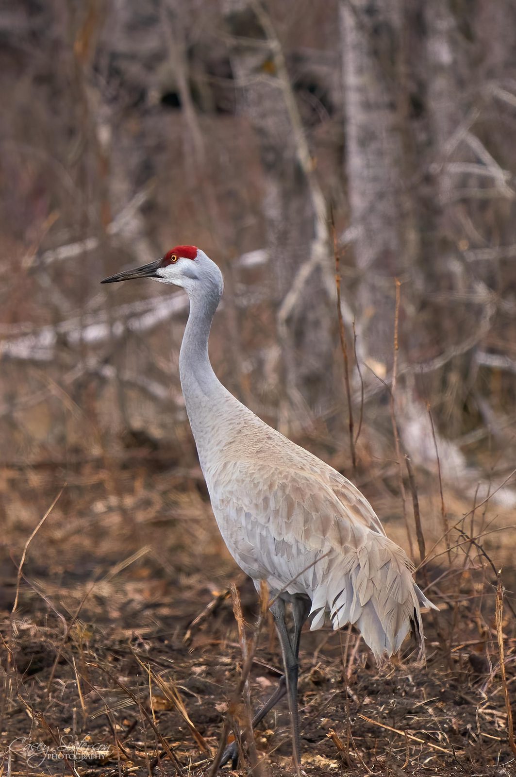Sandhill crane standing in a bare spring woodland