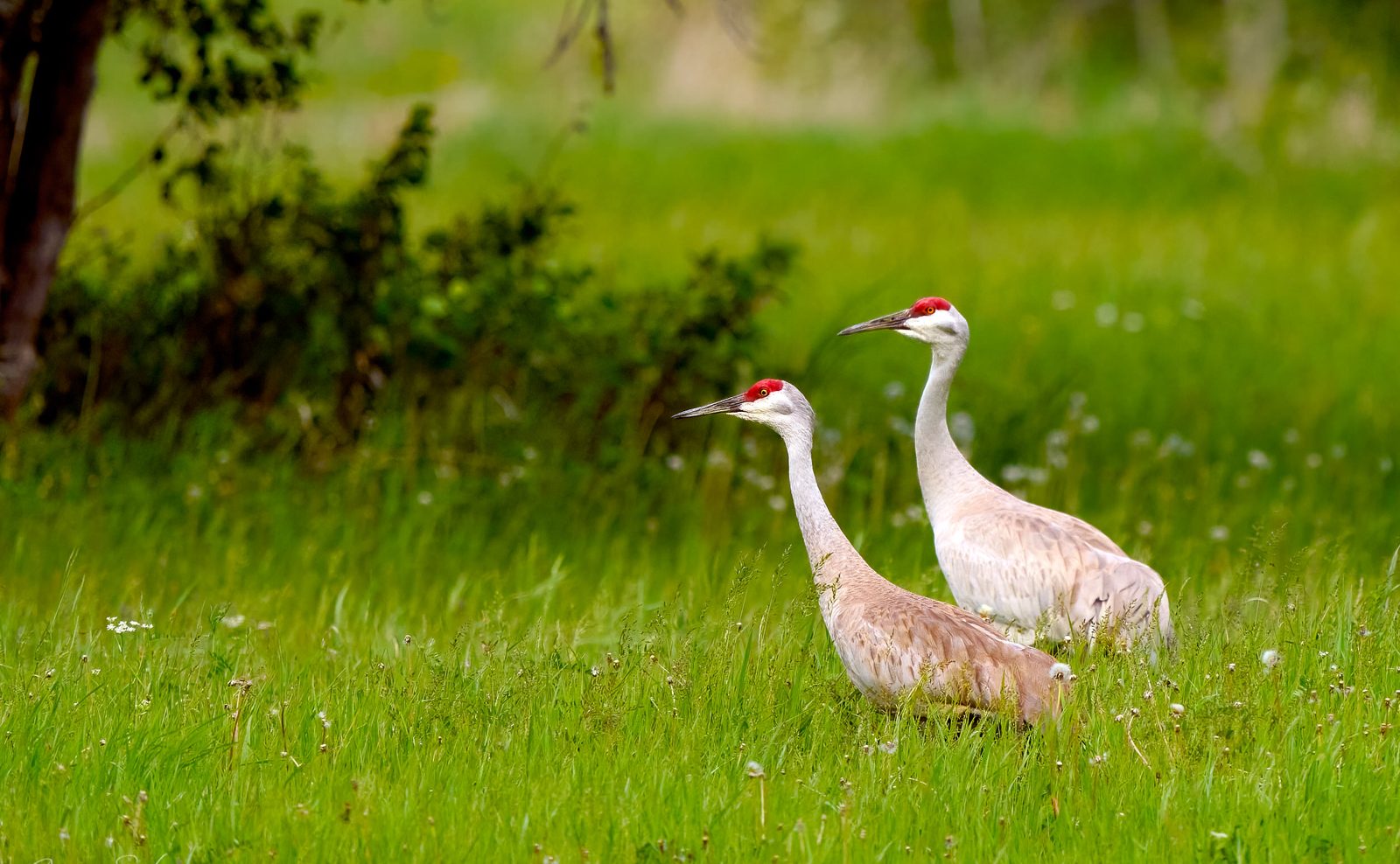 Pair of sandhill cranes standing in green grass