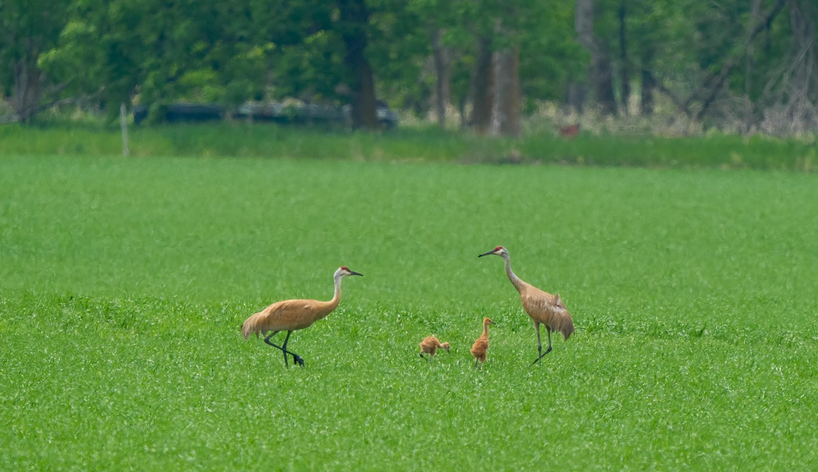 Pair of sandhill cranes with two chicks walking across a green field