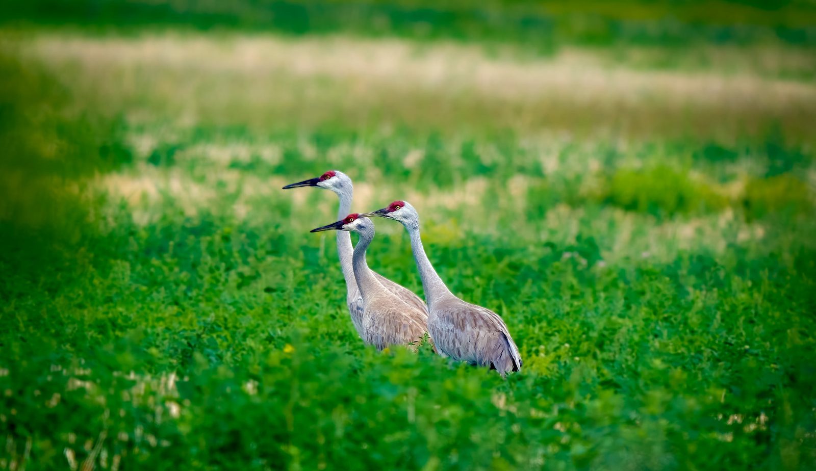 Three sandhill cranes standing together in a green field