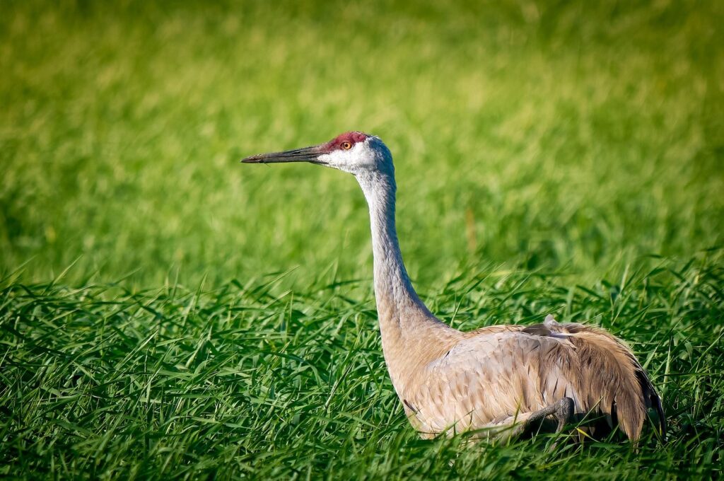 Sandhill crane