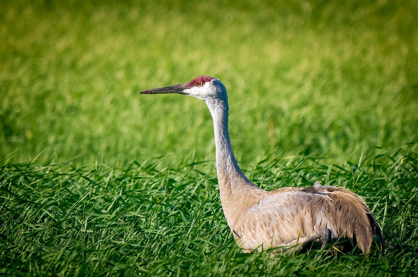 Sandhill crane resting in tall green grass