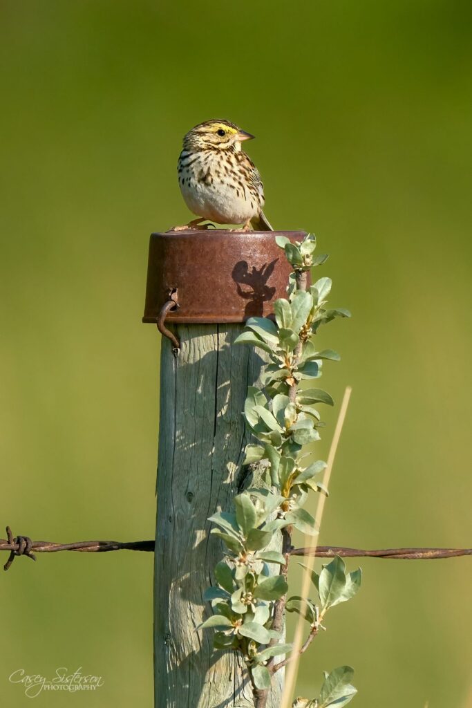 Savannah sparrow
