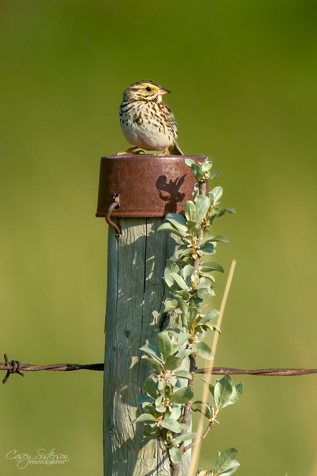 Savannah sparrow photographed in Manitoba