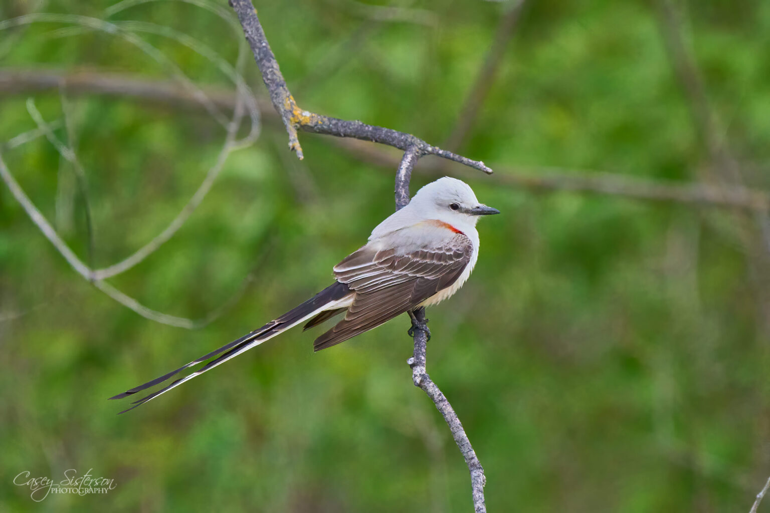 Scissor-tailed flycatcher perched on a branch with its long forked tail trailing