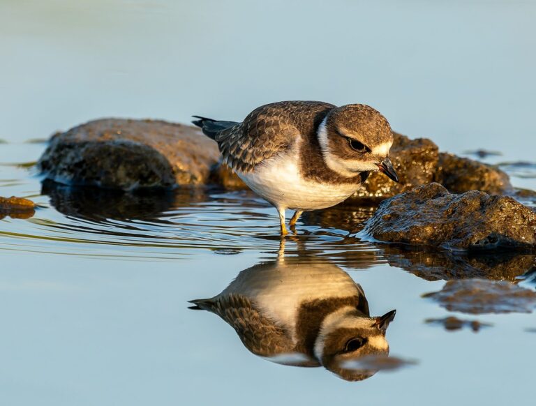 Semipalmated plover photographed in Manitoba