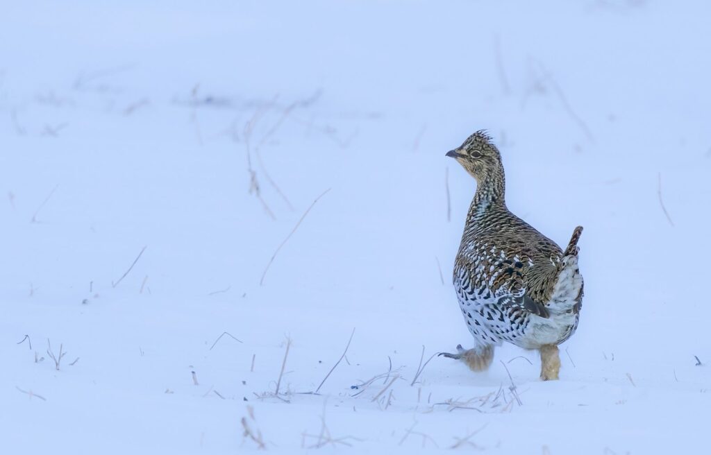 Sharp-tailed grouse