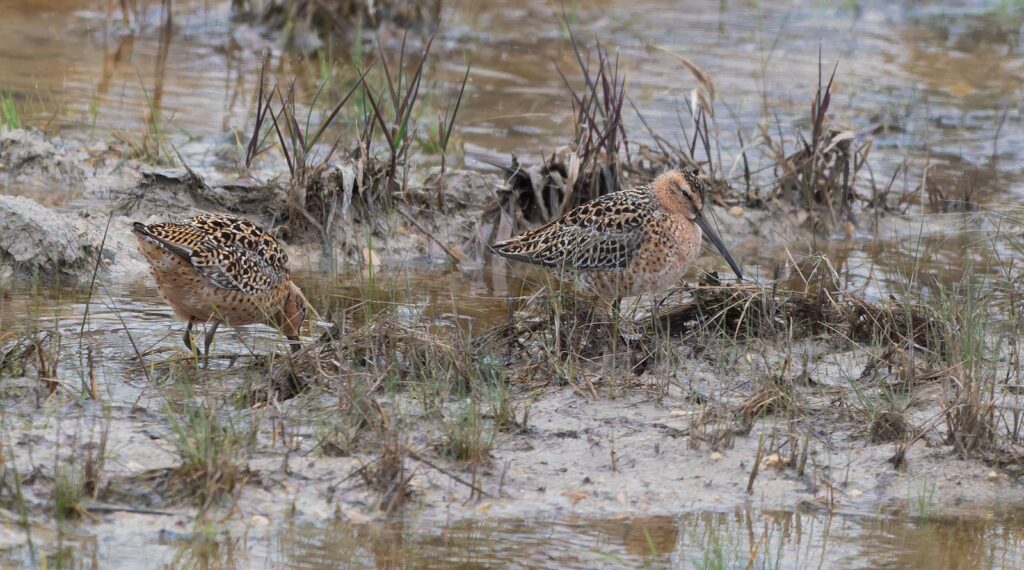 Short-billed dowitcher