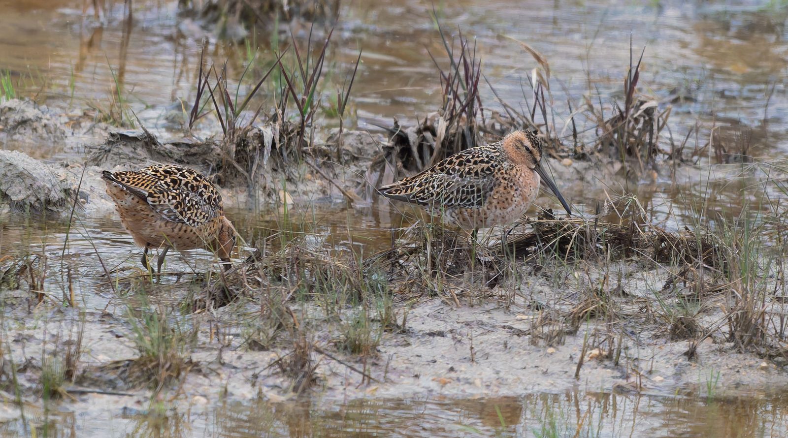 Short-billed dowitcher photographed in Manitoba
