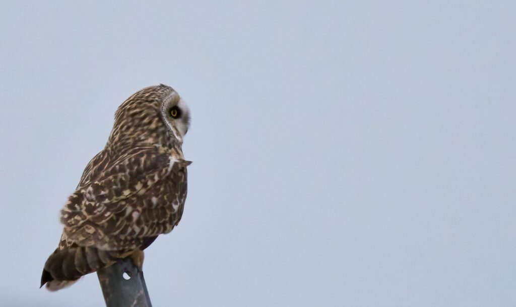 Short-eared owl perched on a metal post against a pale grey-blue sky, Manitoba