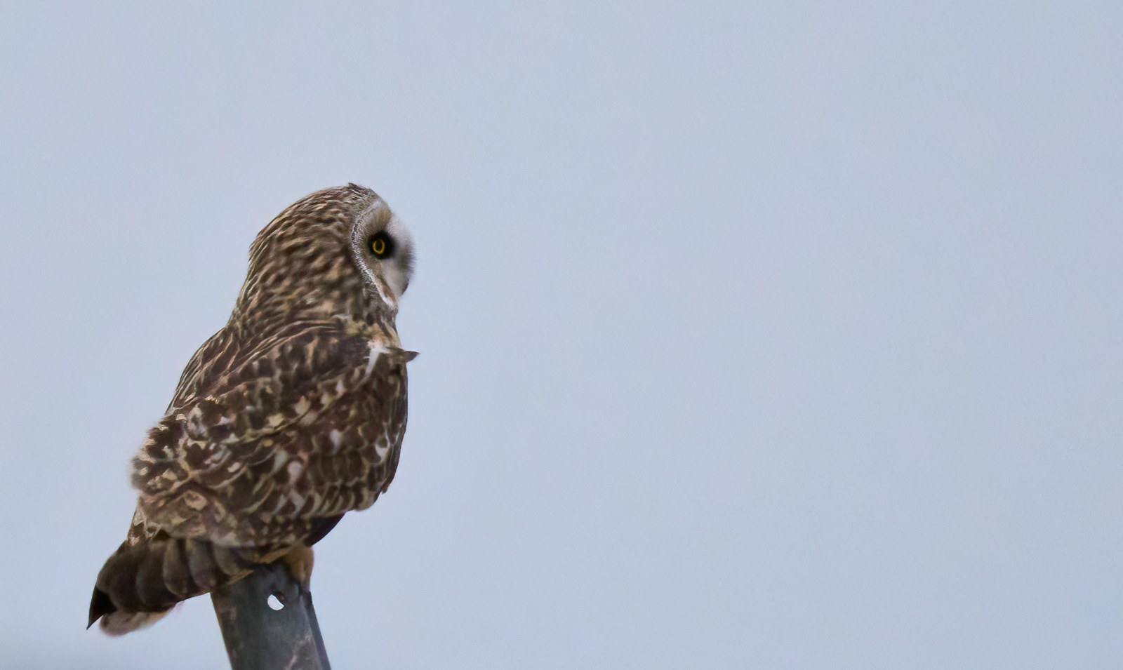 Short-eared owl perched on a metal post against a pale sky, Manitoba