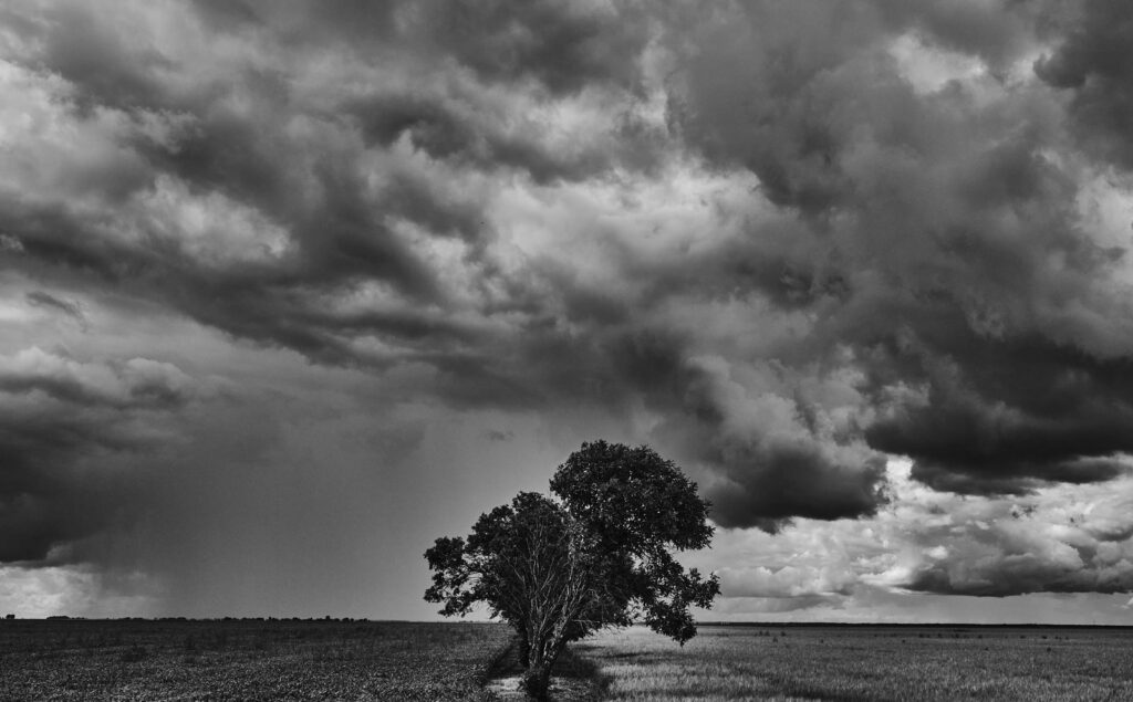 A lone tree beneath a rain-streaked storm sky