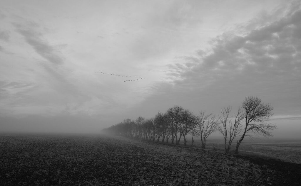 Fog and cloud streaks over a row of trees