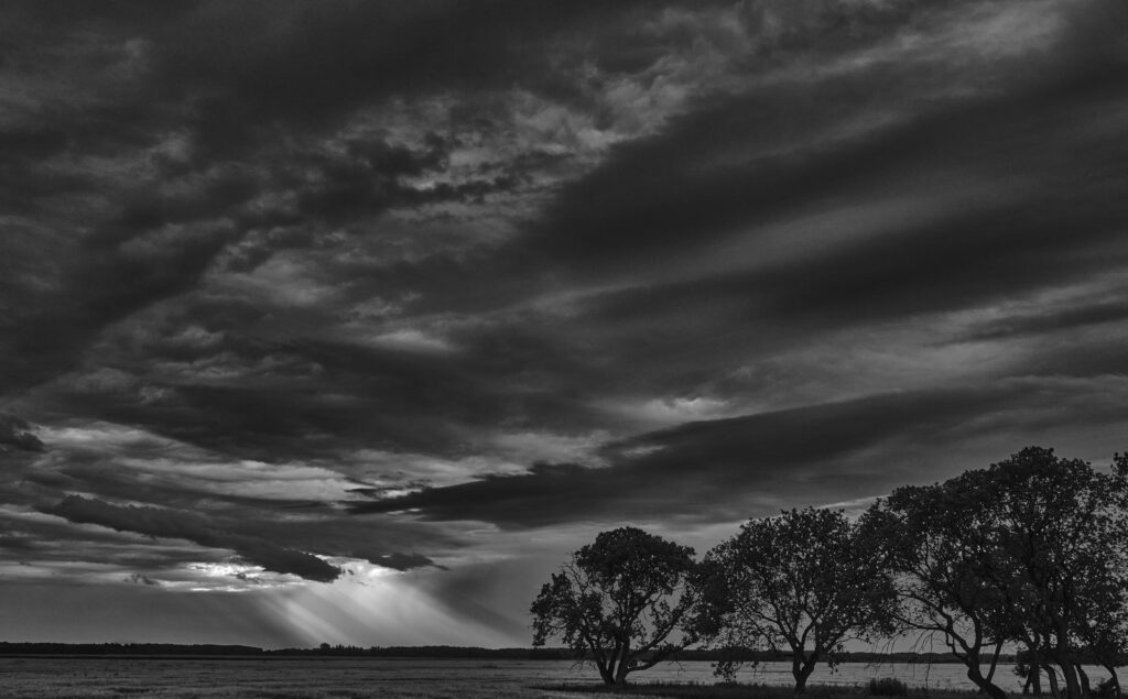 Dark clouds and low sun over a row of trees