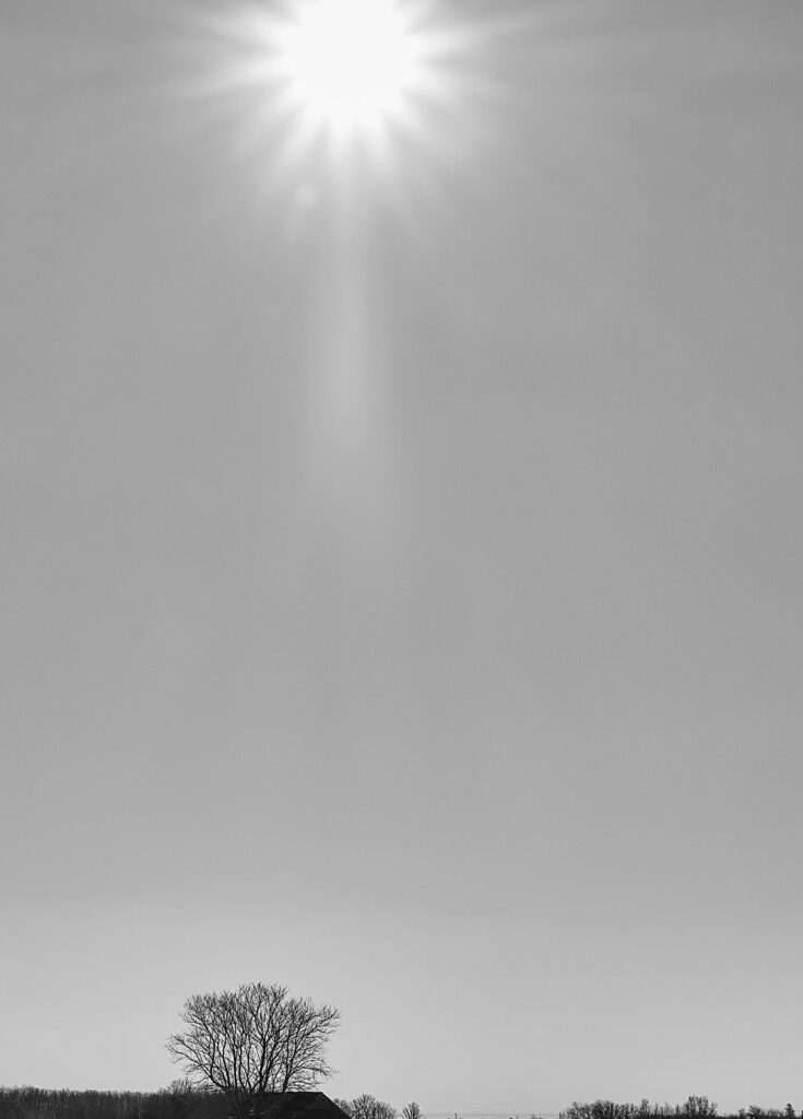 A bright sun overhead above a lone tree