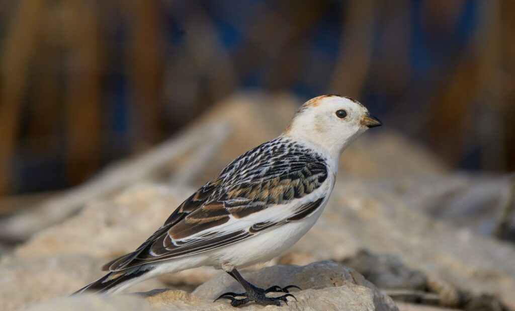 Snow bunting