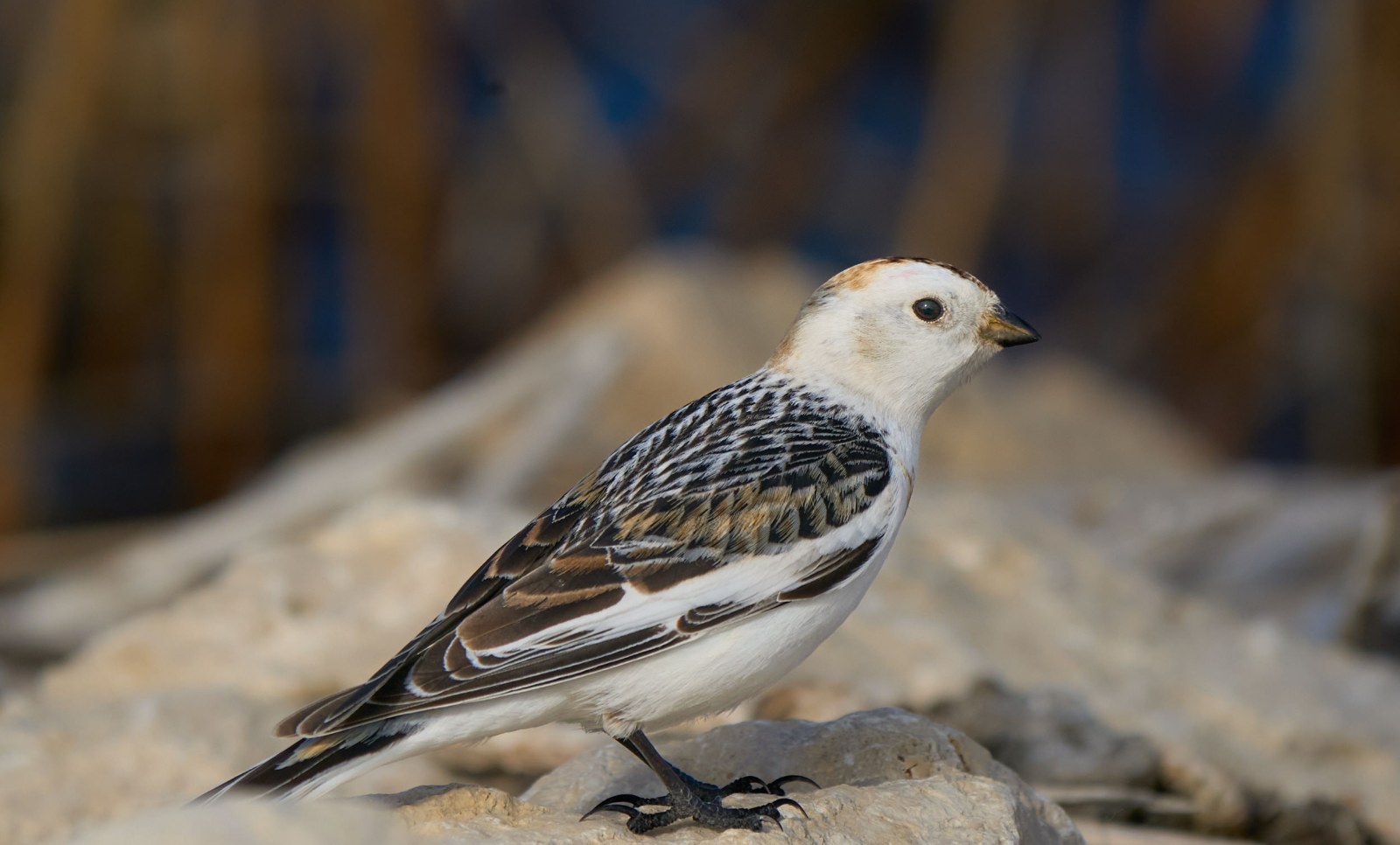 Snow bunting perched on a pale rock with a blurred reed background, Manitoba