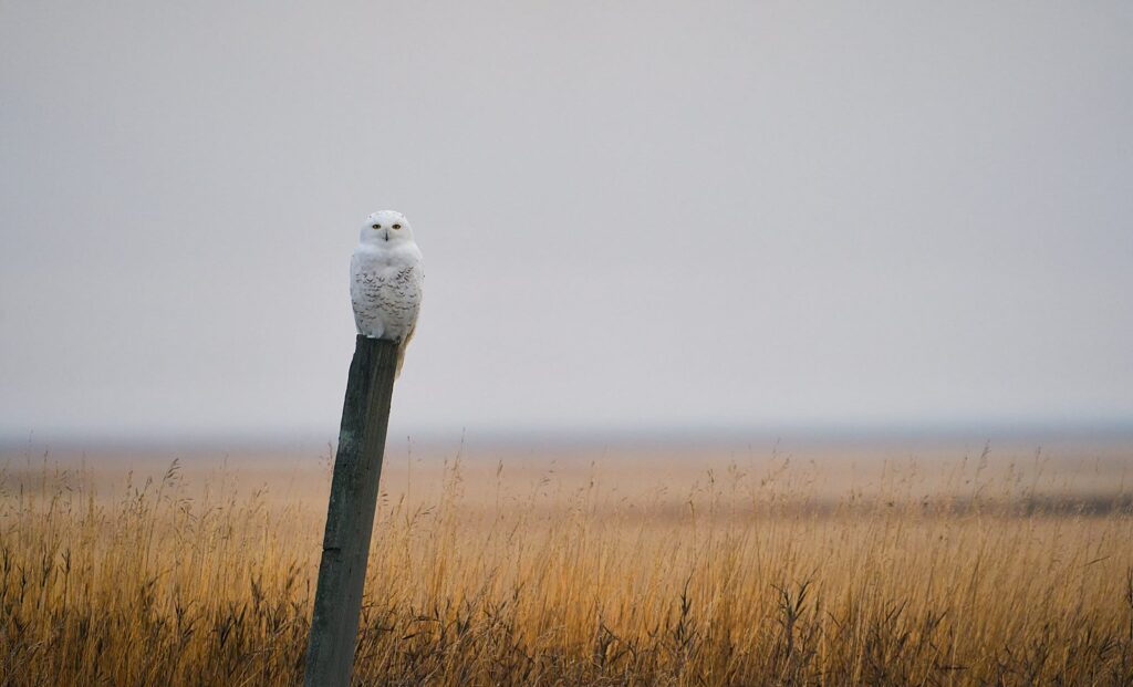 Snowy owl