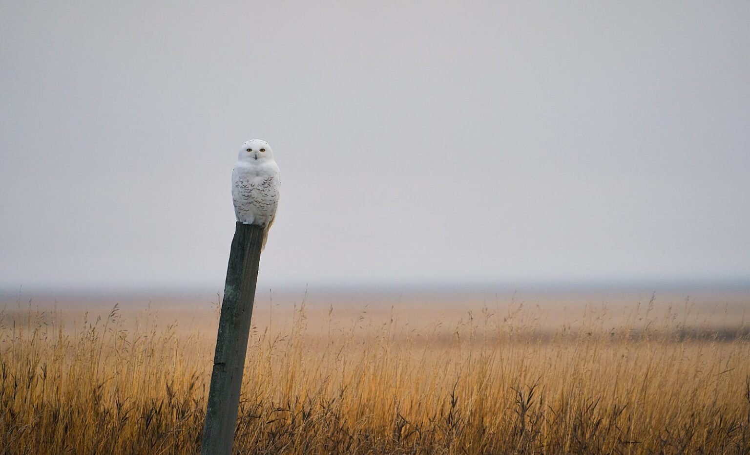A snowy owl perched on a post above golden prairie grass in a pale hazy sky