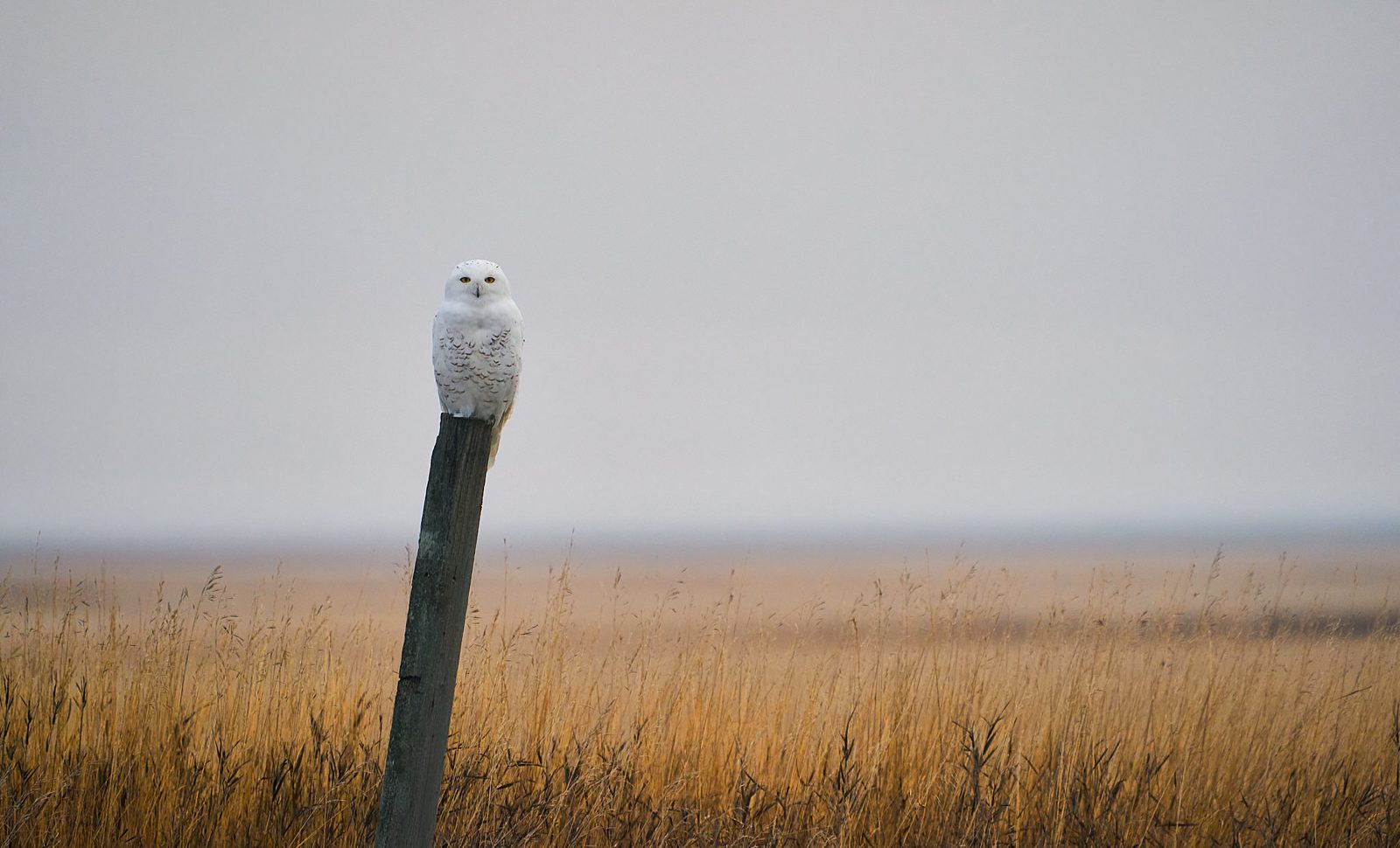 Snowy owl perched on a leaning post above golden late-fall prairie grass