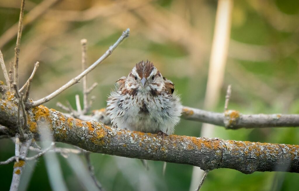 Song sparrow
