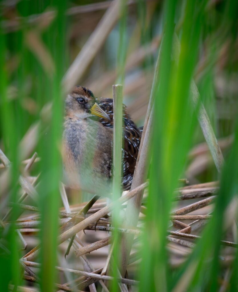 Sora