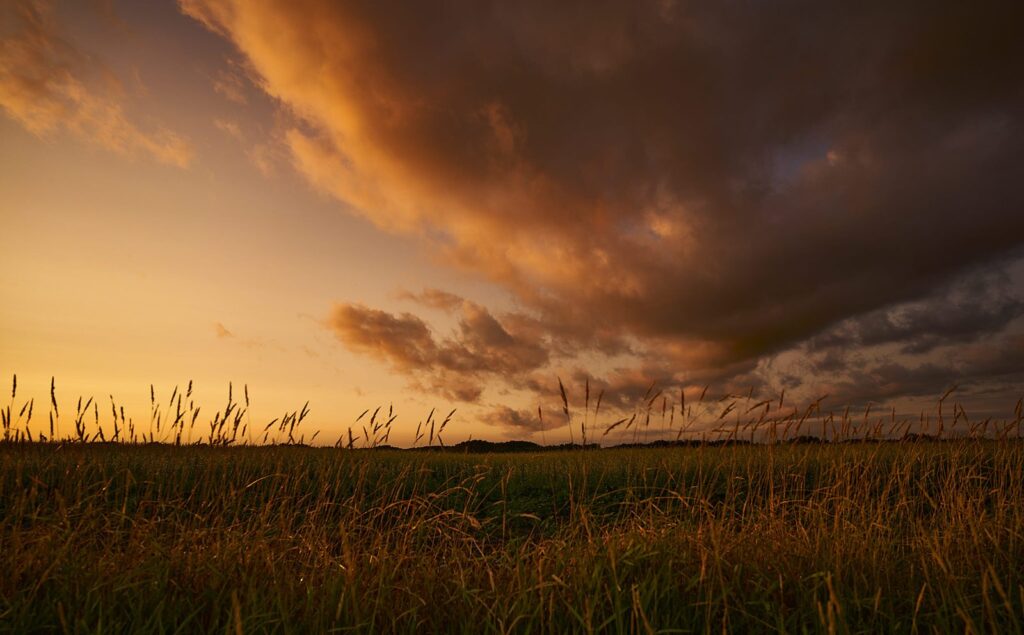 Orange storm clouds over a field of ripe grain
