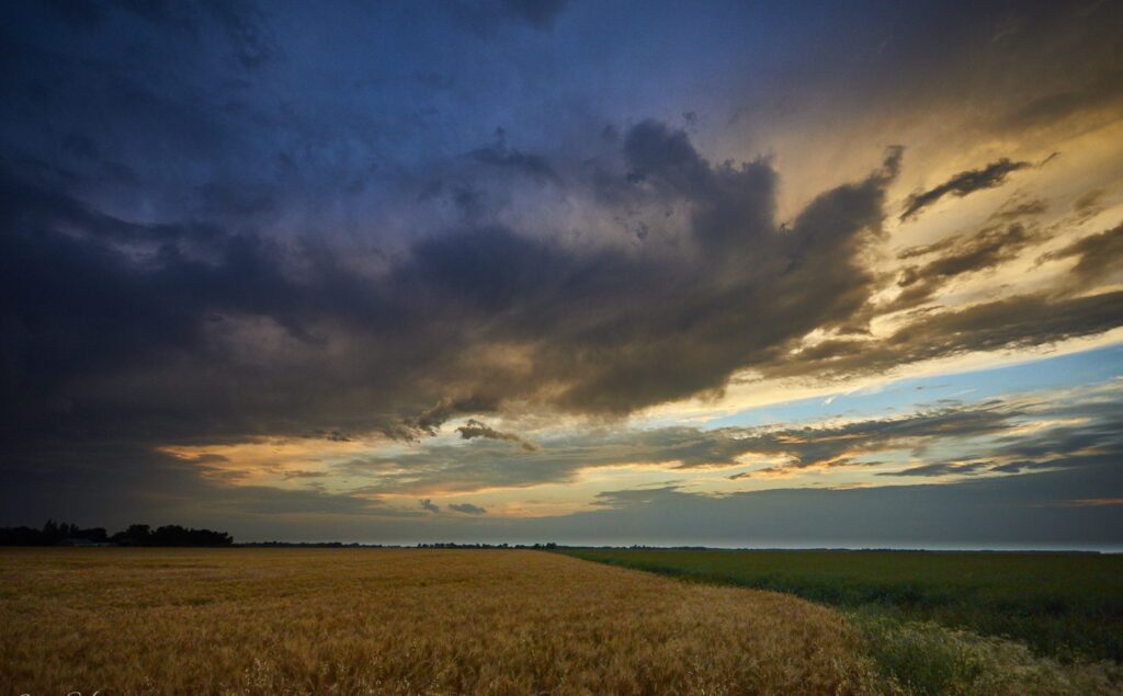 Blue and gold storm clouds over a golden field