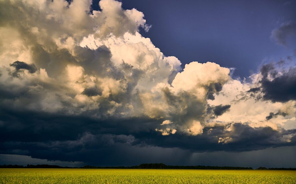 Building cumulus with a dark base over a canola field