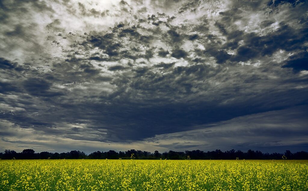 Heavy grey clouds over a canola field