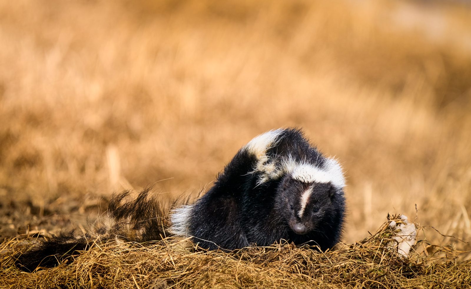 Striped skunk with black and white fur hunched in golden dry grass