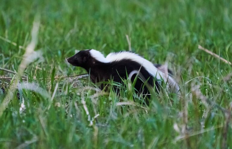 Striped skunk walking through long green grass at dusk, Manitoba