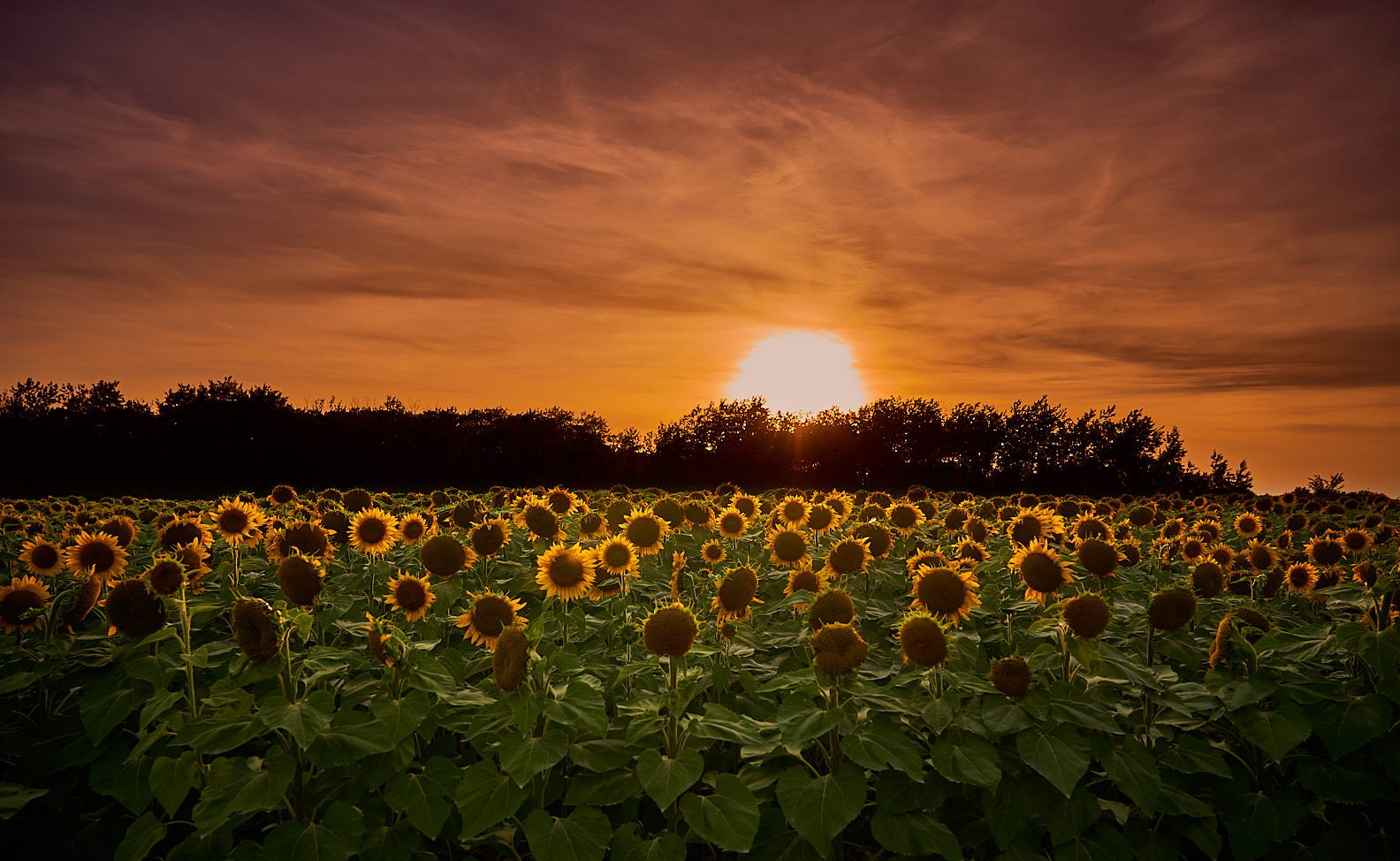 Sun rising over a sunflower field at dusk